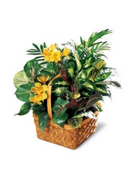 A Bit of Sunshine Basket from Flowers by Ramon of Lawton, OK